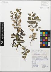 Foto von Salix myrsinifolia Salisb.
